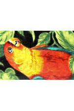 Cobber Parrot-Papegaai