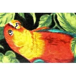 Cobber Parrot-Papegaai