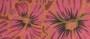 cobber-pink-pansies5